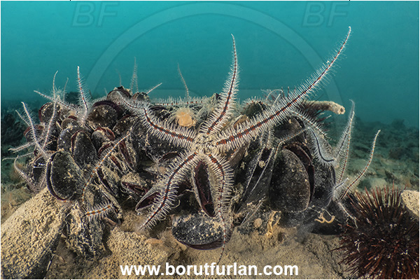 Secovlje, Slovenia, Adriatic sea, Mediterranean sea, Ophiothrix fragilis, Ophiothrix, Ophiotrichidae, Common brittlestar, Brittlestar, Ophiuroidea, Echinodermata, Echinoderm
