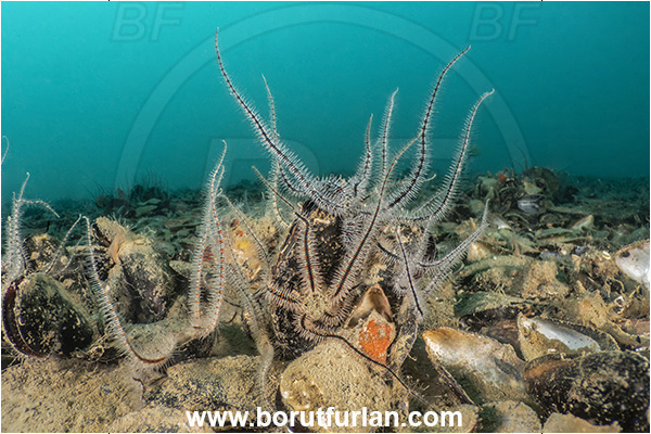 Secovlje, Slovenia, Adriatic sea, Mediterranean sea, Ophiothrix fragilis, Ophiothrix, Ophiotrichidae, Common brittlestar, Brittlestar, Ophiuroidea, Echinodermata, Echinoderm