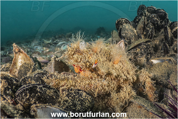 Secovlje, Slovenia, Adriatic sea, Mediterranean sea, Maja crispata, Maja, Majidae, Decapoda, Crustacea, Crustacean, Little European Spider Crab, Crab, Camouflage, Diadumene cincta, Diadumene, Diadumenidae, Anemone, Anthozoa, Cnidaria, Cnidarian, Orange anemone