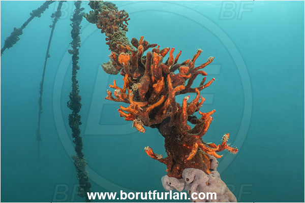 Secovlje, Slovenia, Adriatic sea, Mediterranean sea, Schizobrachiella sanguinea, Schizobrachiella, Schizoporellidae, Red encrusting bryozoan, Bryozoa, Bryozoan, Rope