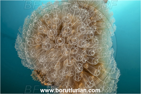 Secovlje, Slovenia, Adriatic sea, Mediterranean sea, Rope, Diazona violacea, Diazona, Diazonidae, Football sea squirt, Sea squirt, Ascidiacea, Tunicata