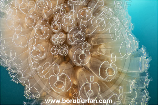 Secovlje, Slovenia, Adriatic sea, Mediterranean sea, Rope, Diazona violacea, Diazona, Diazonidae, Football sea squirt, Sea squirt, Ascidiacea, Tunicata