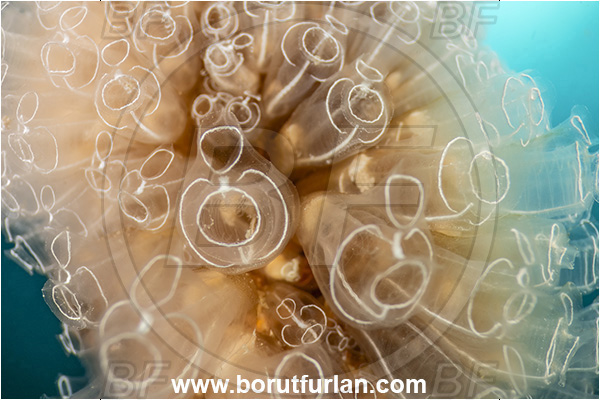 Secovlje, Slovenia, Adriatic sea, Mediterranean sea, Rope, Diazona violacea, Diazona, Diazonidae, Football sea squirt, Sea squirt, Ascidiacea, Tunicata