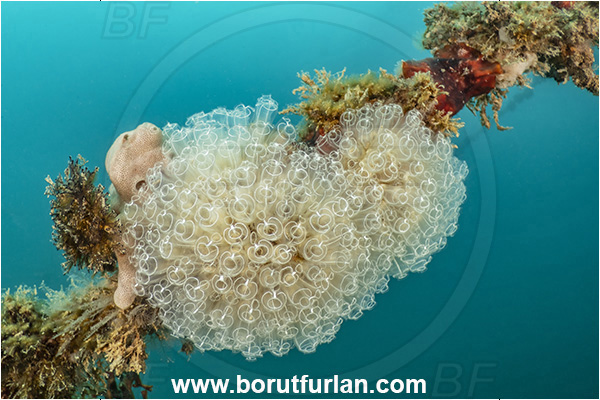 Secovlje, Slovenia, Adriatic sea, Mediterranean sea, Rope, Various benthic animals, Diazona violacea, Diazona, Diazonidae, Football sea squirt, Sea squirt, Ascidiacea, Tunicata