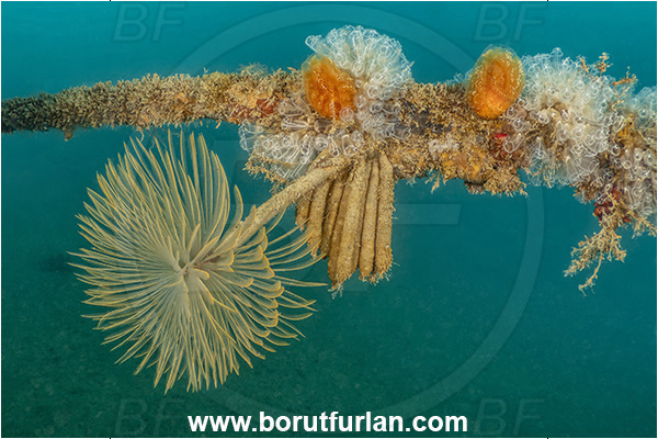 Secovlje, Slovenia, Adriatic sea, Mediterranean sea, Worm, Sabella spallanzanii, Sabella, Sabellidae, Mediterranean fanworm, Polychaeta, Rope, Diazona violacea, Diazona, Diazonidae, Football sea squirt, Sea squirt, Ascidiacea, Tunicata, Various benthic animals