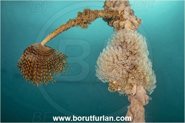 Secovlje, Slovenia, Adriatic sea, Mediterranean sea, Worm, Sabella spallanzanii, Sabella, Sabellidae, Mediterranean fanworm, Polychaeta, Rope, Diazona violacea, Diazona, Diazonidae, Football sea squirt, Sea squirt, Ascidiacea, Tunicata, Various benthic animals