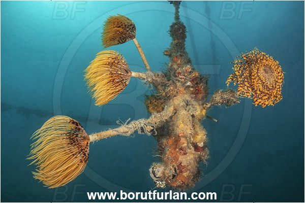 Secovlje, Slovenia, Adriatic sea, Mediterranean sea, Worm, Sabella spallanzanii, Sabella, Sabellidae, Mediterranean fanworm, Polychaeta, Rope, Various benthic animals, Weight stone, Fish farm