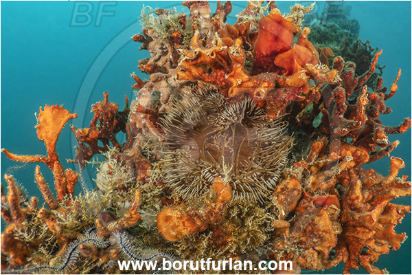 Secovlje, Slovenia, Adriatic sea, Mediterranean sea, Schizobrachiella sanguinea, Schizobrachiella, Schizoporellidae, Red encrusting bryozoan, Bryozoa, Bryozoan, Cereus pedunculatus, Cereus, Sagartiidae, Daisy anemone, Anemone, Anthozoa, Cnidaria, Cnidarian, Rope, Various benthic animals