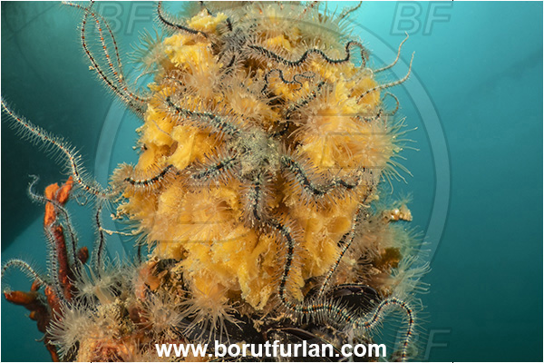 Secovlje, Slovenia, Adriatic sea, Mediterranean sea, Ophiothrix fragilis, Ophiothrix, Ophiotrichidae, Common brittlestar, Brittlestar, Ophiuroidea, Echinodermata, Echinoderm, Fish farm, Weight stone, Various benthic animals