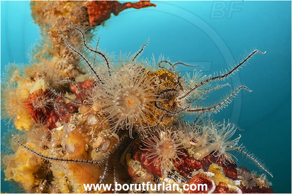 Secovlje, Slovenia, Adriatic sea, Mediterranean sea, Diadumene cincta, Diadumene, Diadumenidae, Anemone, Anthozoa, Cnidaria, Cnidarian, Orange anemone, Rope, Various benthic animals