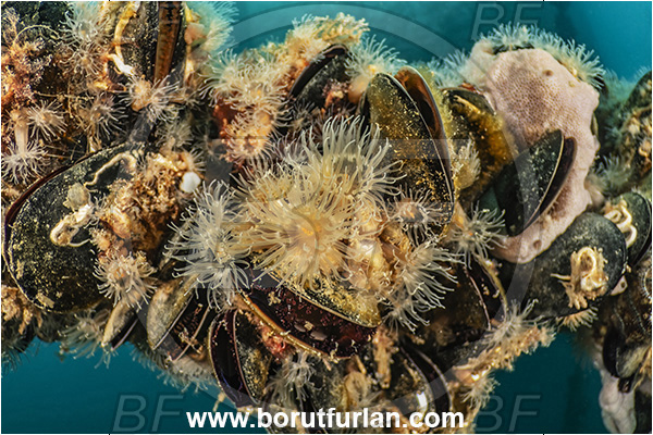 Secovlje, Slovenia, Adriatic sea, Mediterranean sea, Diadumene cincta, Diadumene, Diadumenidae, Anemone, Anthozoa, Cnidaria, Cnidarian, Orange anemone, Rope, Various benthic animals