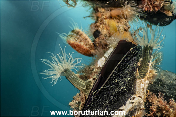 Secovlje, Slovenia, Adriatic sea, Mediterranean sea, Diadumene lineata, Diadumene, Diadumenidae, Anemone, Anthozoa, Cnidaria, Cnidarian, Orange striped anemone, Various benthic animals