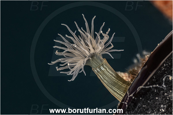 Secovlje, Slovenia, Adriatic sea, Mediterranean sea, Diadumene lineata, Diadumene, Diadumenidae, Anemone, Anthozoa, Cnidaria, Cnidarian, Orange striped anemone