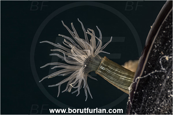 Secovlje, Slovenia, Adriatic sea, Mediterranean sea, Diadumene lineata, Diadumene, Diadumenidae, Anemone, Anthozoa, Cnidaria, Cnidarian, Orange striped anemone