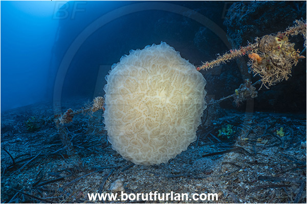 Island Lastovo, Criatia, Adriatic sea, Mediterranean sea, Polycitor adriaticus, Polycitor, Polycitoridae, Colony of sea squirt, Ascidiacea, Tunicata, Tunicate