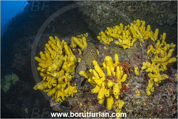 Island Lastovo, Croatia, Adriatic sea, Mediterranean sea, Muraena helena, Muraena, Muraenidae, Mediterranean moray, Moray, Fish, Aplysina aerophoba, Aplysina, Aplysinidae, Yellow Tube Sponge, Golden Sponge, Sponge, Porifera, Reef