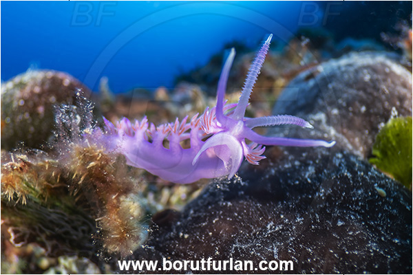 Island Lastovo, Croatia, Adriatic sea, Mediterranean sea, Flabellina affinis, Flabellina, Flabellinidae, Pink Flabellina, Mediterranean flabellina, Nudibranch, Sea slug, Gastropoda, Mollusca