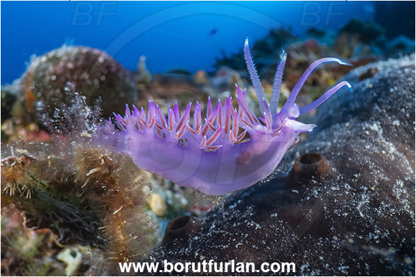 Island Lastovo, Croatia, Adriatic sea, Mediterranean sea, Flabellina affinis, Flabellina, Flabellinidae, Pink Flabellina, Mediterranean flabellina, Nudibranch, Sea slug, Gastropoda, Mollusca