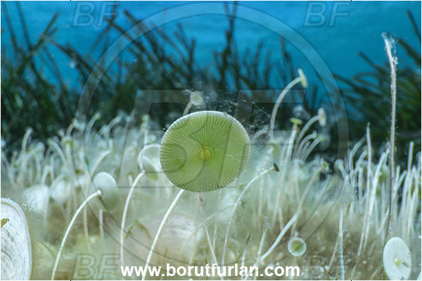 Island Lastovo, Croatia, Adriatic sea, Mediterranean sea, Acetabularia acetabulum, Acetabularia, Polyphysaceae, Mermaid