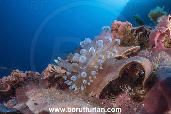 Island Lastovo, Croatia, Adriatic sea, Mediterranean sea, Antiopella cristata, Antiopella, Janolidae, Crested aeolis, Nudibranch, Sea slug, Gastropoda, Mollusca