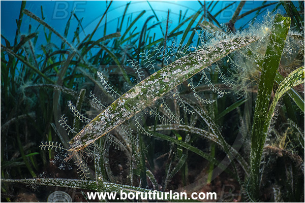 Island Lastovo, Croatia, Adriatic sea, Mediterranean sea, Reef, Posidonia oceanica, Posidonia, Posidoniaceae, Seagrass, Hydrozoa, Cnidaria, Cnidarian, Hydroid, Unidentified