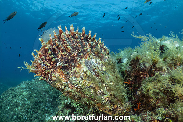 Island Lastovo, Croatia, Adriatic sea, Mediterranean sea, Pinna rudis, Pinna, Pinnidae, Bivalvia, Mollusca, Mollusc, Spiny fan-mussel, Rough pen shell, Shell