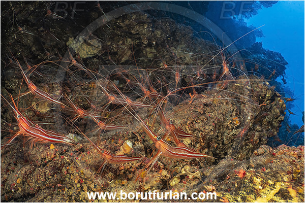 Island Lasotov, Croatia, Adriatic sea, Mediterranean sea, Plesionika narval, Plesionika, Pandalidae, Decapoda, Narwal shrimp, Shrimp, Crustacea, Crustacean, Cave, Reef