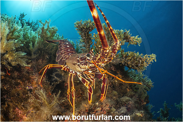 Island Lastovo, Croatia, Adriatic sea, Mediterranean sea, Palinurus elephas, Palinurus, Palinuridae, Decapoda, European spiny lobster, Spiny lobster, Lobster, Crustacea, Crustacean