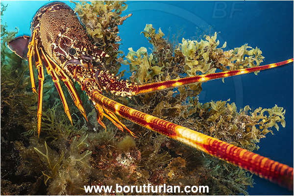 Island Lastovo, Croatia, Adriatic sea, Mediterranean sea, Palinurus elephas, Palinurus, Palinuridae, Decapoda, European spiny lobster, Spiny lobster, Lobster, Crustacea, Crustacean