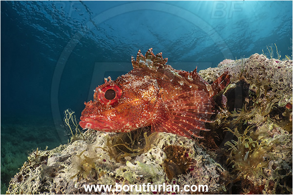 Island Lastovo, Croatia, Adriatic sea, Mediterranean sea, Scorpaena maderensis, Scorpaena, Scorpaenidae, Madeira rockfish, Madeira scorpionfish, Scorpionfish, Fish, Reef