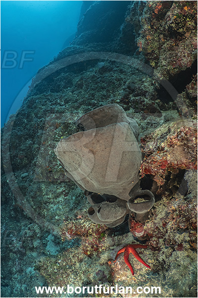 Island Lastovo, Croatia, Adriatic sea, Mediterranean sea, Calyx nicaeensis, Calyx, Phloeodictyidae, Sponge, Porifera, Reef, Goblet sponge