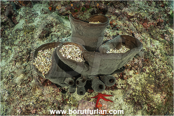 Island Lastovo, Croatia, Adriatic sea, Mediterranean sea, Calyx nicaeensis, Calyx, Phloeodictyidae, Sponge, Porifera, Reef, Goblet sponge