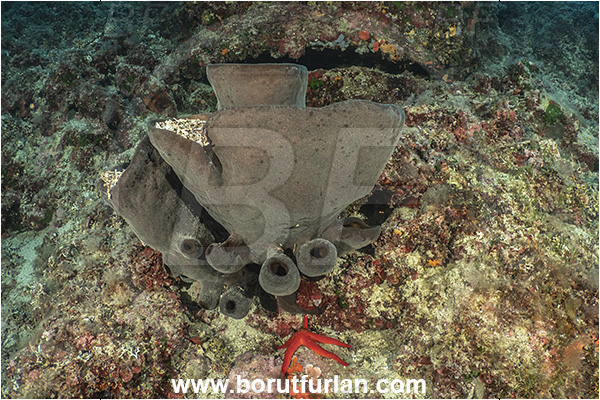 Island Lastovo, Croatia, Adriatic sea, Mediterranean sea, Calyx nicaeensis, Calyx, Phloeodictyidae, Sponge, Porifera, Reef, Goblet sponge