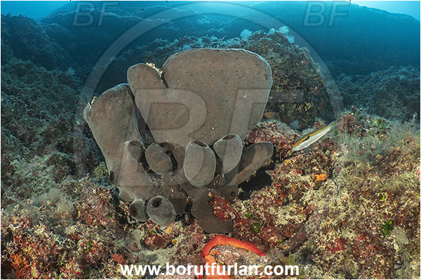 Island Lastovo, Croatia, Adriatic sea, Mediterranean sea, Calyx nicaeensis, Calyx, Phloeodictyidae, Sponge, Porifera, Reef, Goblet sponge
