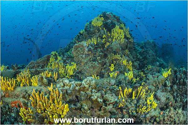 Pula, Istria, Croatia, Adriatic sea, Mediterranean sea, Wreck Baron Gautsch, Baron Gautsch, Wreck, Aplysina aerophoba, Aplysina, Aplysinidae, Yellow Tube Sponge, Golden Sponge, Sponge, Porifera