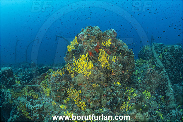 Pula, Istria, Croatia, Adriatic sea, Mediterranean sea, Wreck Baron Gautsch, Baron Gautsch, Wreck, Aplysina aerophoba, Aplysina, Aplysinidae, Yellow Tube Sponge, Golden Sponge, Sponge, Porifera