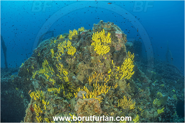 Pula, Istria, Croatia, Adriatic sea, Mediterranean sea, Wreck Baron Gautsch, Baron Gautsch, Wreck, Aplysina aerophoba, Aplysina, Aplysinidae, Yellow Tube Sponge, Golden Sponge, Sponge, Porifera
