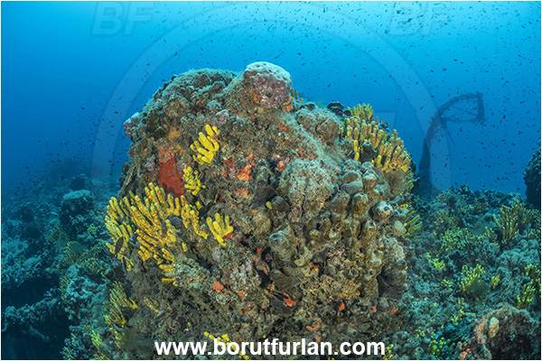 Pula, Istria, Croatia, Adriatic sea, Mediterranean sea, Wreck Baron Gautsch, Baron Gautsch, Wreck, Aplysina aerophoba, Aplysina, Aplysinidae, Yellow Tube Sponge, Golden Sponge, Sponge, Porifera