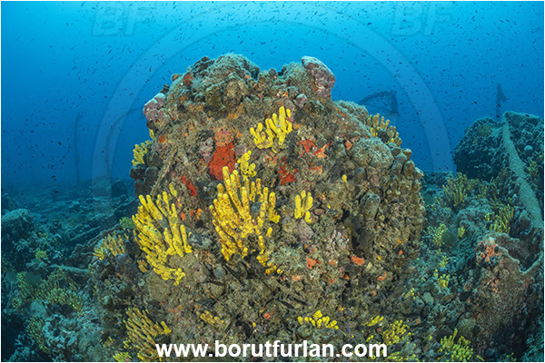 Pula, Istria, Croatia, Adriatic sea, Mediterranean sea, Wreck Baron Gautsch, Baron Gautsch, Wreck, Aplysina aerophoba, Aplysina, Aplysinidae, Yellow Tube Sponge, Golden Sponge, Sponge, Porifera