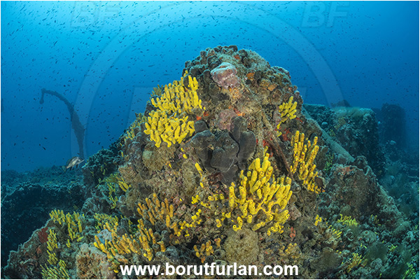 Pula, Istria, Croatia, Adriatic sea, Mediterranean sea, Wreck Baron Gautsch, Baron Gautsch, Wreck, Aplysina aerophoba, Aplysina, Aplysinidae, Yellow Tube Sponge, Golden Sponge, Sponge, Porifera