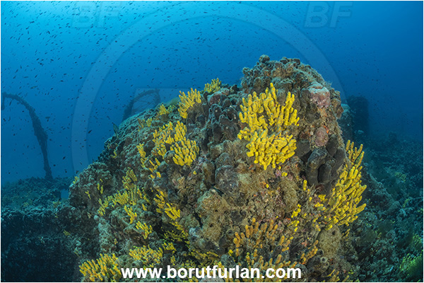 Pula, Istria, Croatia, Adriatic sea, Mediterranean sea, Wreck Baron Gautsch, Baron Gautsch, Wreck, Aplysina aerophoba, Aplysina, Aplysinidae, Yellow Tube Sponge, Golden Sponge, Sponge, Porifera