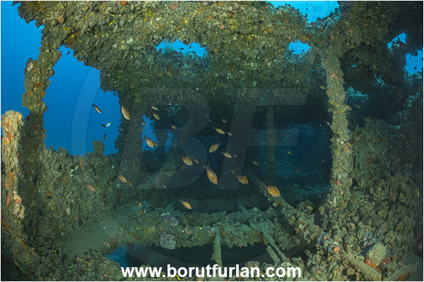 Pula, Istria, Croatia, Adriatic sea, Mediterranean sea, Wreck Baron Gautsch, Baron Gautsch, Wreck, Chromis chromis, Chromis, Pomacentridae, Mediterranean damselfish, Damselfish, Fish, Fish school
