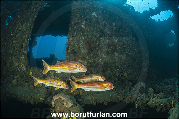 Pula, Istria, Croatia, Adriatic sea, Mediterranean sea, Wreck Baron Gautsch, Baron Gautsch, Wreck, Mullus surmuletus, Mullus, Mullidae, Striped red mullet, Mullet, Goatfish, Fish, Fish school