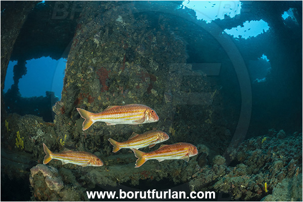 Pula, Istria, Croatia, Adriatic sea, Mediterranean sea, Wreck Baron Gautsch, Baron Gautsch, Wreck, Mullus surmuletus, Mullus, Mullidae, Striped red mullet, Mullet, Goatfish, Fish, Fish school