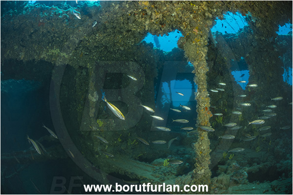 Pula, Istria, Croatia, Adriatic sea, Mediterranean sea, Wreck Baron Gautsch, Baron Gautsch, Wreck, Boops boops, Boops, Sparidae, Bogue, Seabream, Fish, Fish school