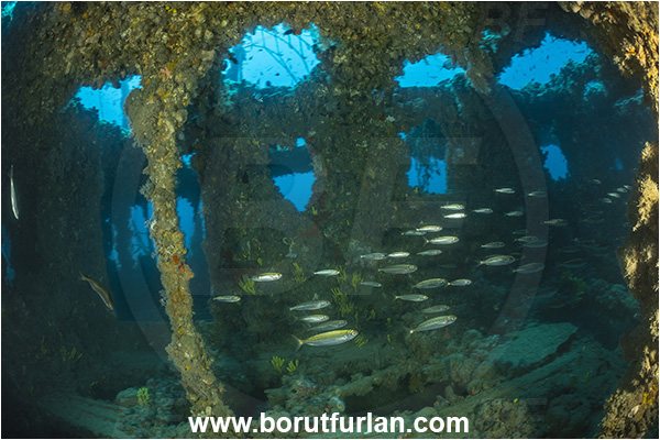 Pula, Istria, Croatia, Adriatic sea, Mediterranean sea, Wreck Baron Gautsch, Baron Gautsch, Wreck, Boops boops, Boops, Sparidae, Bogue, Seabream, Fish, Fish school