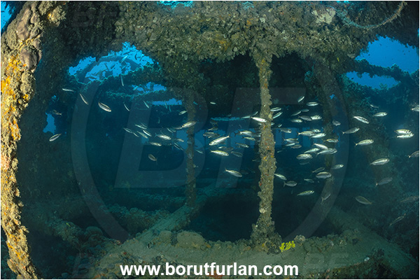 Pula, Istria, Croatia, Adriatic sea, Mediterranean sea, Wreck Baron Gautsch, Baron Gautsch, Wreck, Boops boops, Boops, Sparidae, Bogue, Seabream, Fish, Fish school