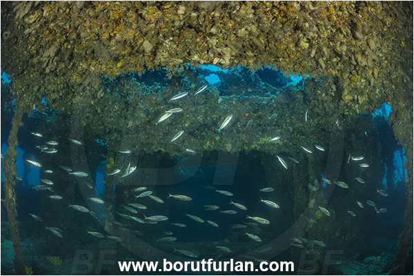 Pula, Istria, Croatia, Adriatic sea, Mediterranean sea, Wreck Baron Gautsch, Baron Gautsch, Wreck, Boops boops, Boops, Sparidae, Bogue, Seabream, Fish, Fish school