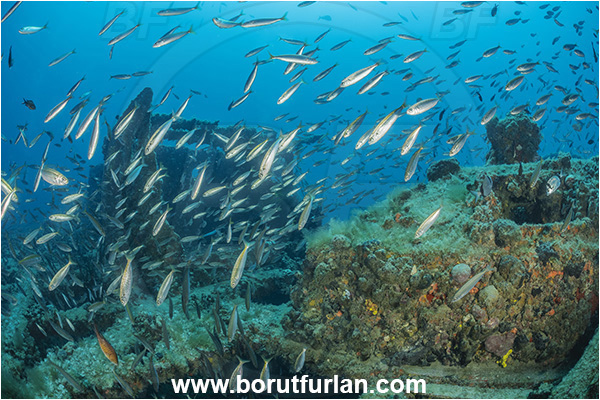 Pula, Istria, Croatia, Adriatic sea, Mediterranean sea, Wreck Baron Gautsch, Baron Gautsch, Wreck, Boops boops, Boops, Sparidae, Bogue, Seabream, Fish, Fish school