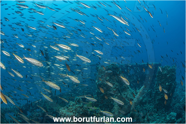 Pula, Istria, Croatia, Adriatic sea, Mediterranean sea, Wreck Baron Gautsch, Baron Gautsch, Wreck, Boops boops, Boops, Sparidae, Bogue, Seabream, Fish, Fish school